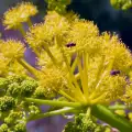 Уникалните полезни свойства на билката асафетида