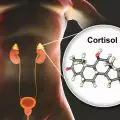 Какво представлява хормонът кортизол и какво му оказва влияние