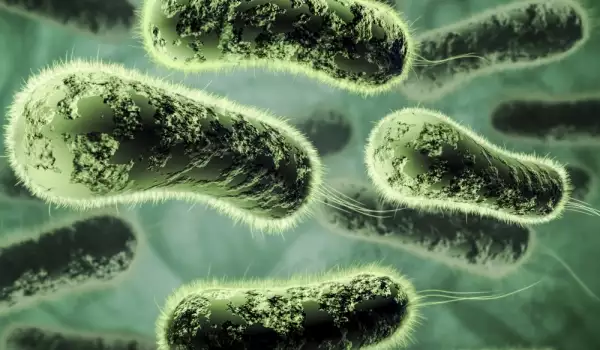 бактерия листерия
