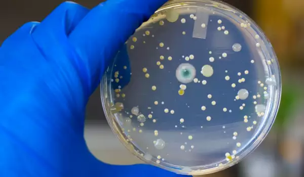 резистентни към антибиотици бактерии