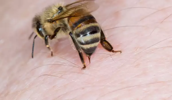 При ужилване от пчела или оса
