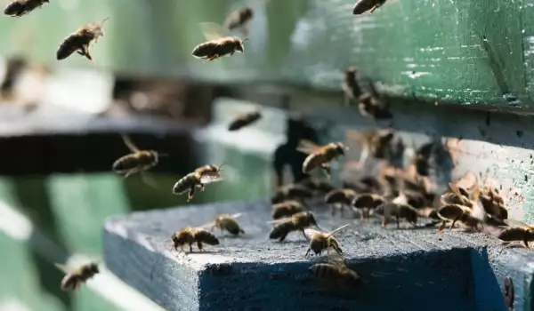 Лечение с пчелна отрова
