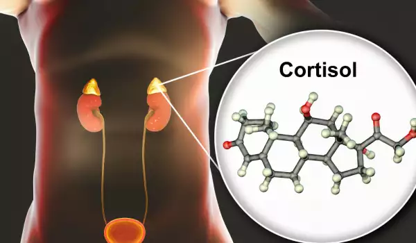 Какво повишава нивата на кортизол?