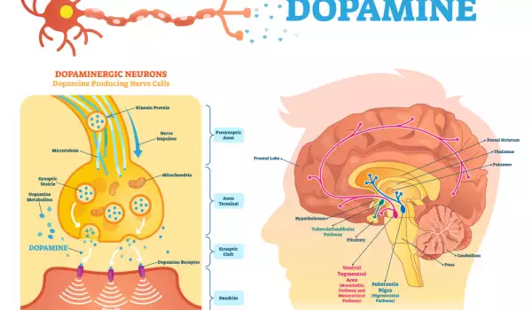 ниски нива на допамин