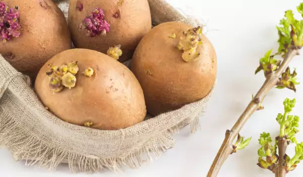 За ставни болки - тинктура от картофени кълнове
