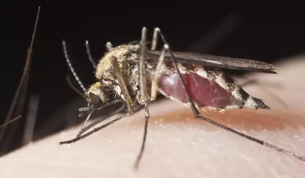 комар, заразен с Ку-треска