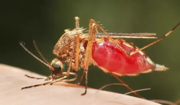 ухапване от комар и засягане от денга
