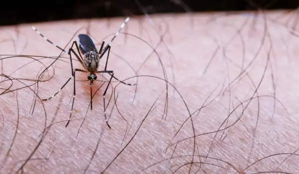 ухапване от комар
