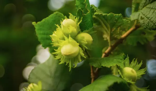 народна медицина с лешникови листа