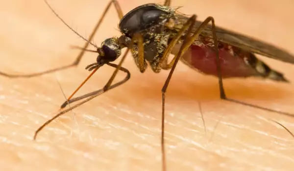 ухапване от комар и жълта треска