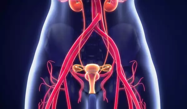 Важно за всяка жена: Разпознайте симптомите на рак на яйчниците
