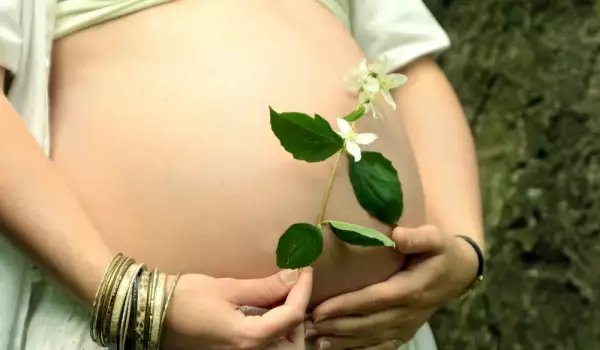 Какви билки не можем да използваме по време на бременност?