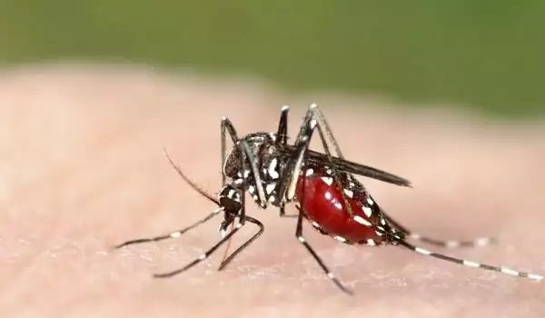 Как да се отървем от комарите