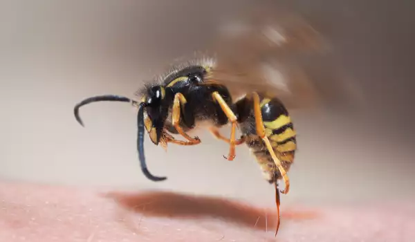 Как да реагираме, ако ни ужили пчела или оса?