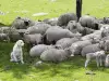 Причини за безплодието при овцете
