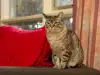 Няколко неща, които никога не трябва да причинявате на котката си