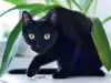 Домашни растения, опасни за кучета и котки