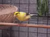 Видове канарчета