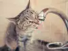 Знаци, че ви трябва котешки фонтан