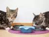 Котката ти не иска да пие вода! Ето как да решиш проблема