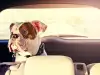 Автомобилна болест при кучета