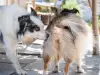За обонянието и слуха на кучето