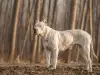 Заболявания при дого аржентино