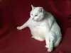 Кои породи котки са предразположени към напълняване
