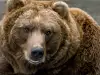 Мечка Гризли