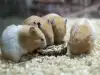 Хамстерите пият ли вода?