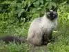 Заболявания при хималайската котка