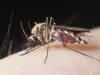 Ку-треска