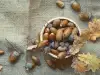 Уникалните свойства на дъбовите жълъди както лекарство и храна