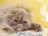 Когато котката остарее