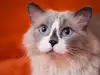 Глухота при котка - причини и подходи за лечение