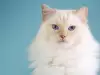 Тази иновативна джаджа ще улесни живота на стопаните на котки!
