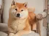 Няколко неща, за които да помислите, преди да си вземете куче
