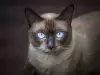 Десет интелигентни породи котки
