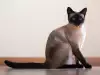 Кои породи котки предпочитат да живеят сами?