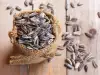 Слънчогледовите семки – ползи и вреди