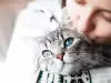 Защо котката не мяука?